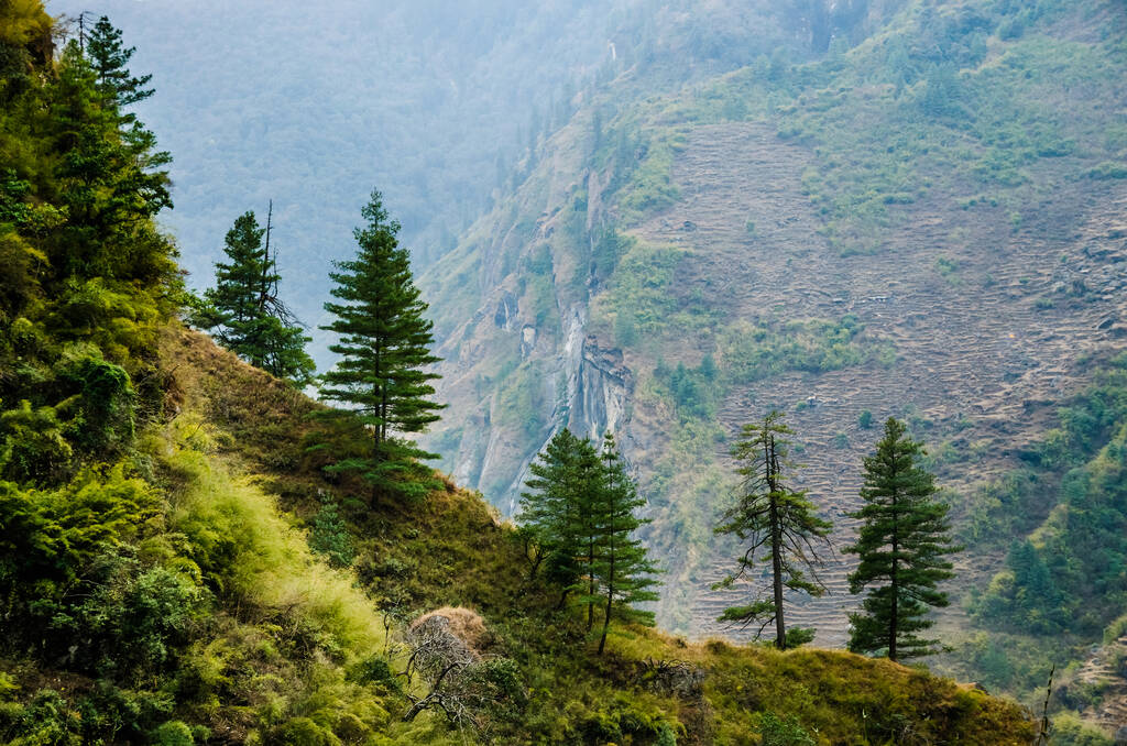 Paesaggio montano autunnale nella valle del fiume Marshyangdi, Nepal. Pini sul ripido pendio. - Foto, immagini