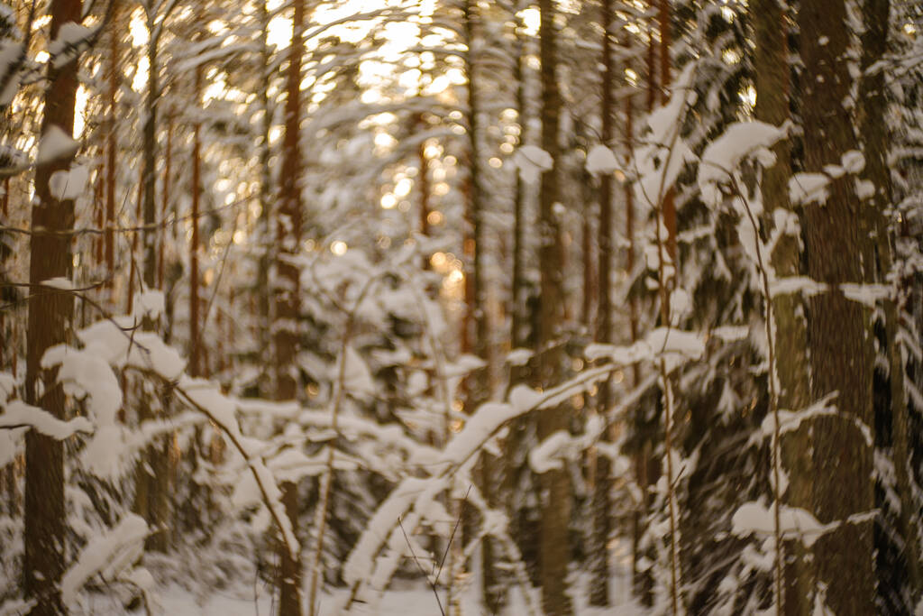 winter bos scene textuur. bomen bedekt met sneeuw op zonnige dag - Foto, afbeelding