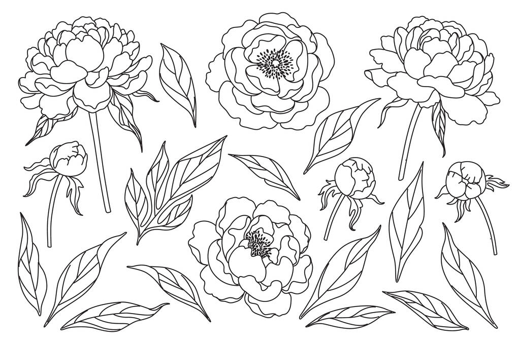 Peony flowers, buds and leaves sketch isolated on white background. Hand drawn black and white collection of blooming flowers. Floral set. Line art botanical vector illustration. - Vector, Image