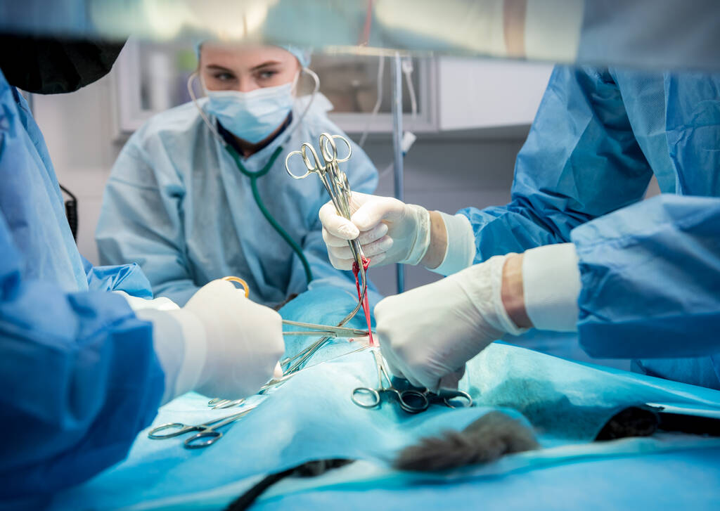 Chirurghi veterinari in sala operatoria che fanno castrazione dei gatti - Foto, immagini