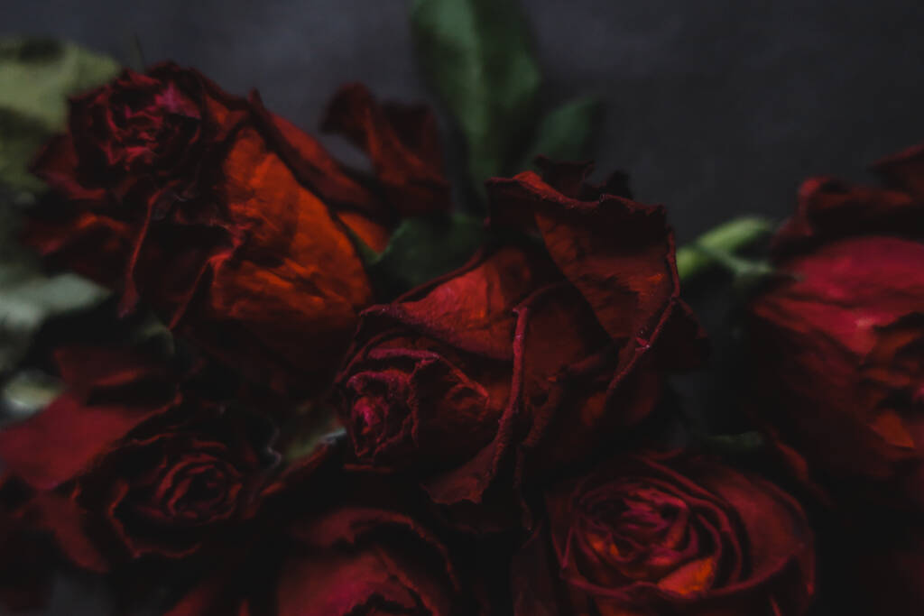 Rode rozen rosa droge bloemen als bloemen herfst donker zwart vintage botanische korrelige lawaaierige wazig romantische intieme decoratieve patroon achtergrond behang achtergrond - Foto, afbeelding