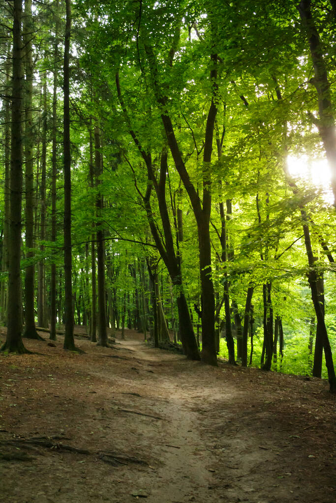 Sentiero forestale luce solare scena - Foto, immagini