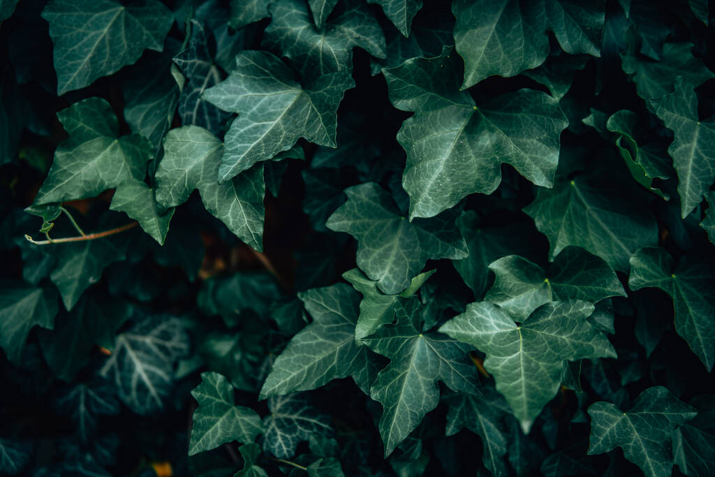 Свіже зелене листя, що покриває стіну. Натуральний зелений фон з молодих зелених листя
. - Фото, зображення
