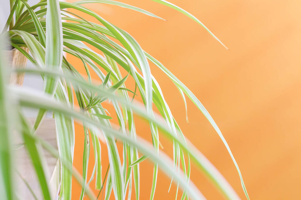 Spider plant (Chlorophytum comosum) on the balcony with orange wall. Decorative houseplant with long leaves on sunlit loggia. - Foto, afbeelding