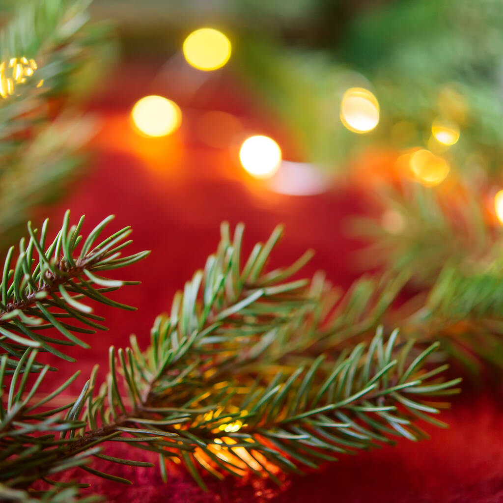クリスマスの背景、赤いベルベットのお祝いの背景に緑の松の枝。境界線とコピースペース、トップビューと創造的な組成。電球からのボケライトと新年の装飾. - 写真・画像