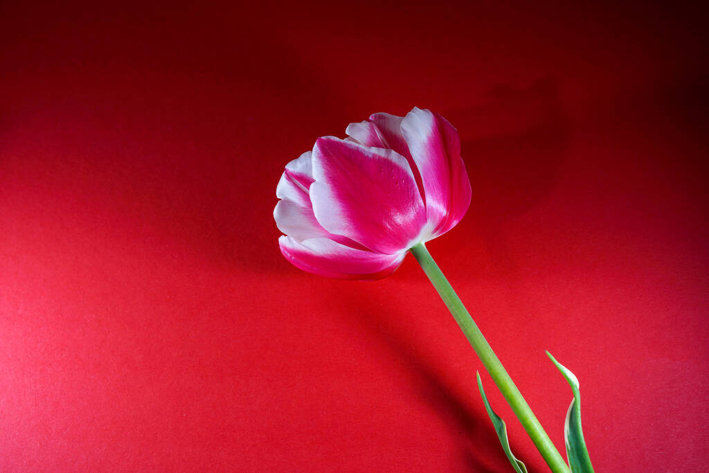 Un primo piano di un tulipano su una superficie rosa - Foto, immagini