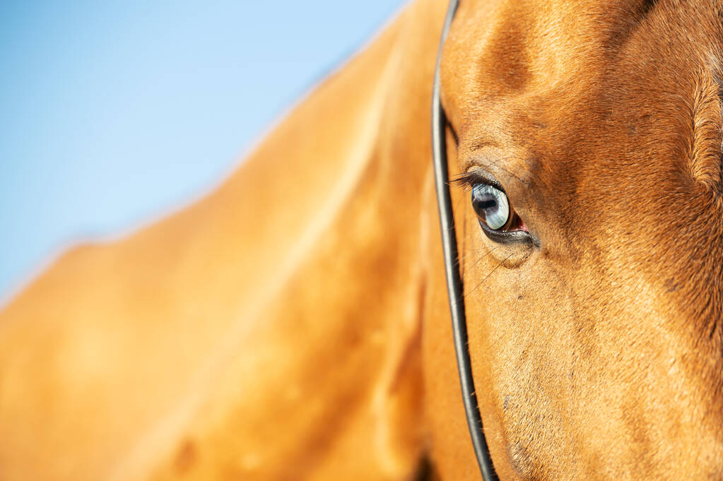  Portret konia Achalteke z niebieskim okiem na tle błękitnego nieba. zbliżenie - Zdjęcie, obraz