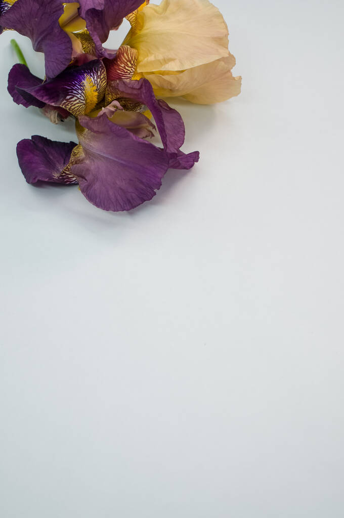 薄い灰色の背景に孤立したコピースペースを持つ紫と白の虹彩の花の垂直ショット - 写真・画像
