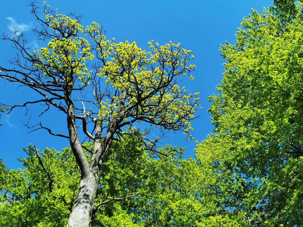 Um tiro de baixo ângulo de árvores com folhagem verde contra um céu azul nublado - Foto, Imagem