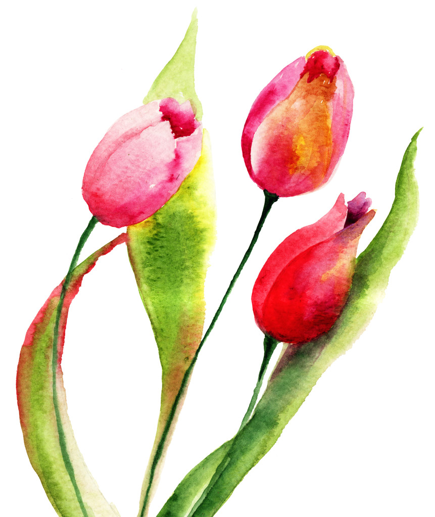 Flores de tulipas vermelhas
 - Foto, Imagem