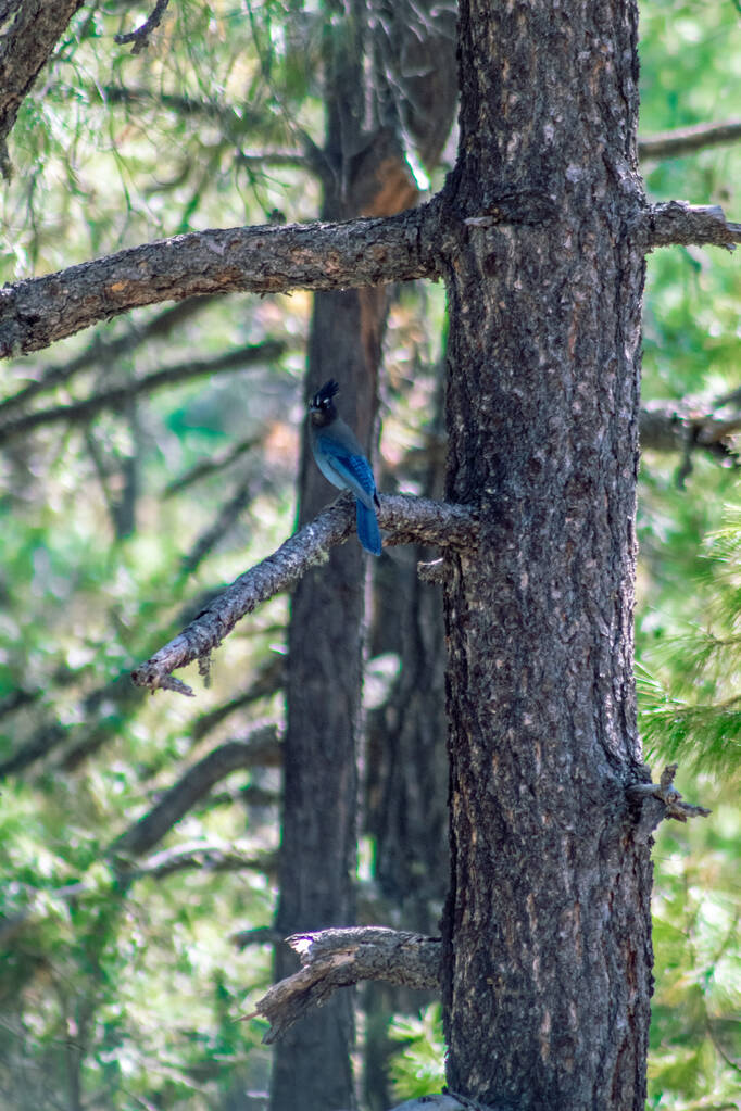 A vertical closeup shot of a steller's jay bird perched on a branch - Photo, Image
