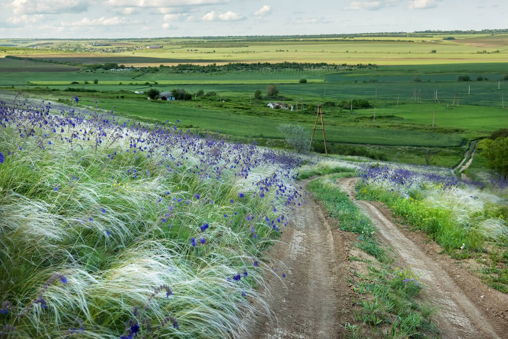 Tepelerin arasındaki toprak yol çimen ve leylak çiçekleri ile kaplıydı. Muhteşem vahşi bahar manzarası. - Fotoğraf, Görsel