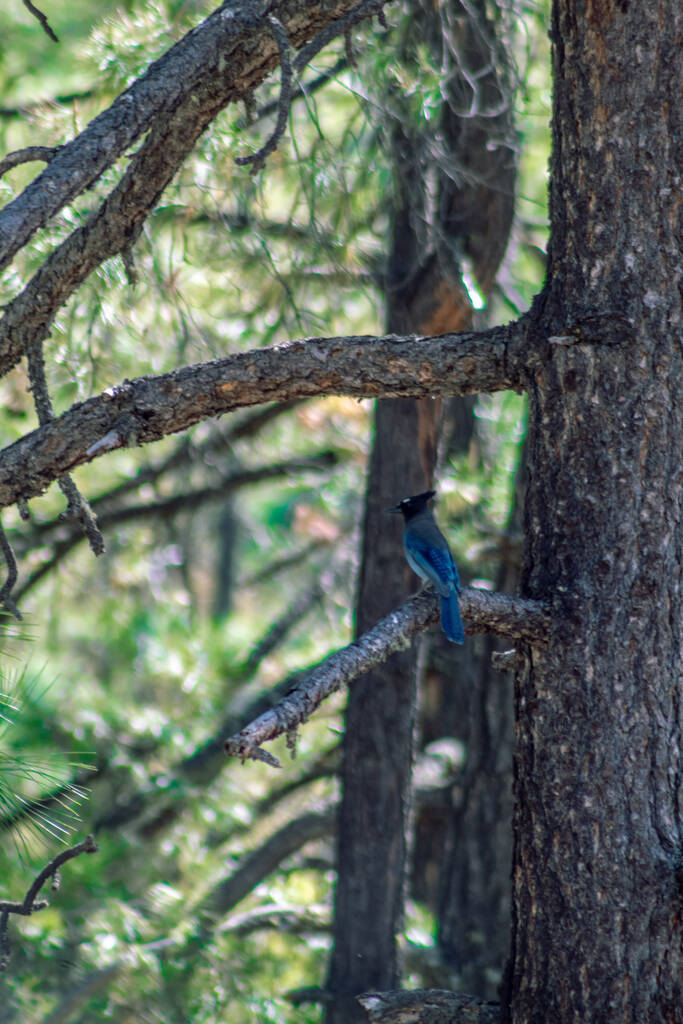 Ağaç dalına tünemiş bir steller kuşunun dikey görüntüsü. - Fotoğraf, Görsel