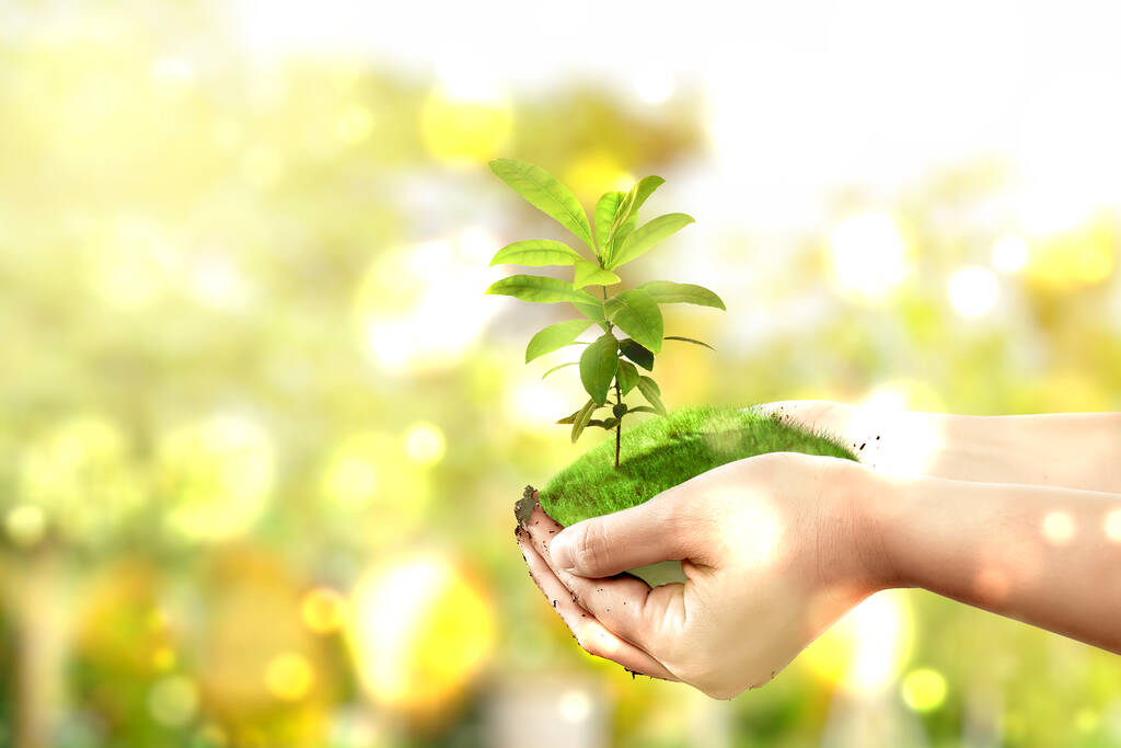 Руки людини тримають ґрунт з рослинами, що ростуть над ним. Всесвітній день довкілля
 - Фото, зображення