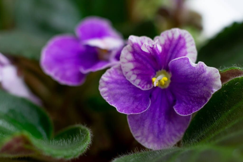 アフリカの紫色の花のサンプチュリアのマクロ写真ライラックトーンと黄色のコアを閉じると色. - 写真・画像