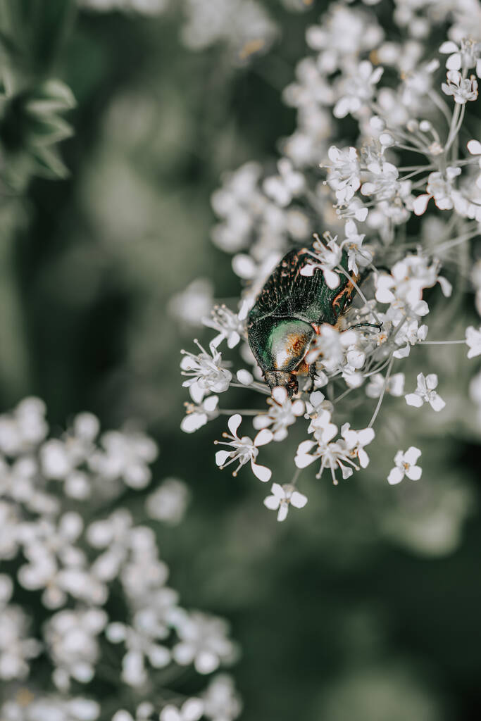 Una macro toma de escarabajo Bronces sobre flores de cilantro blanco contra un fondo borroso - Foto, imagen