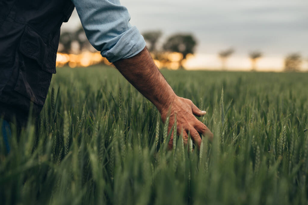 крупним планом людина торкається пшениці на пшеничному полі
 - Фото, зображення