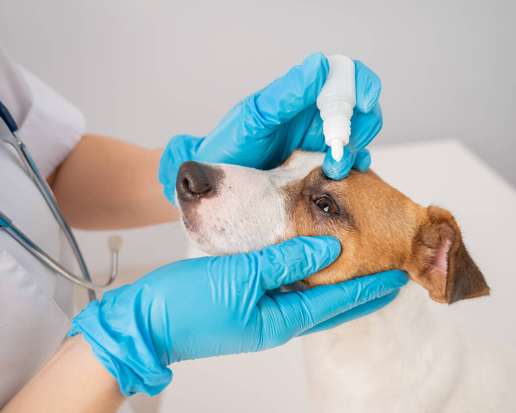 Veterinaria femenina goteando gotas para los ojos a Jack Russell terrier perro sobre fondo blanco. - Foto, imagen