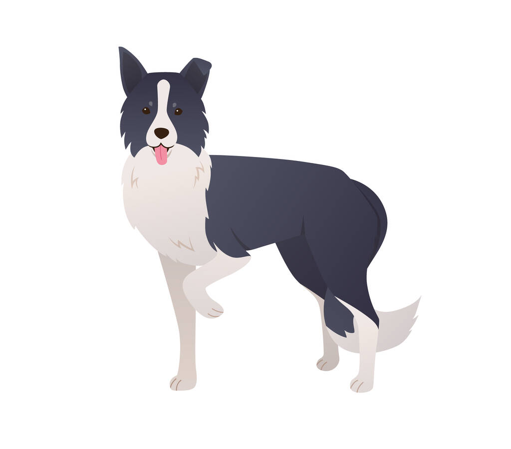Carino Border Collie cane personaggio dei cartoni animati in stile moderno piatto. Cane da pastore adulto in piedi con due cappotti colorati su sfondo bianco. Illustrazione vettoriale - Vettoriali, immagini