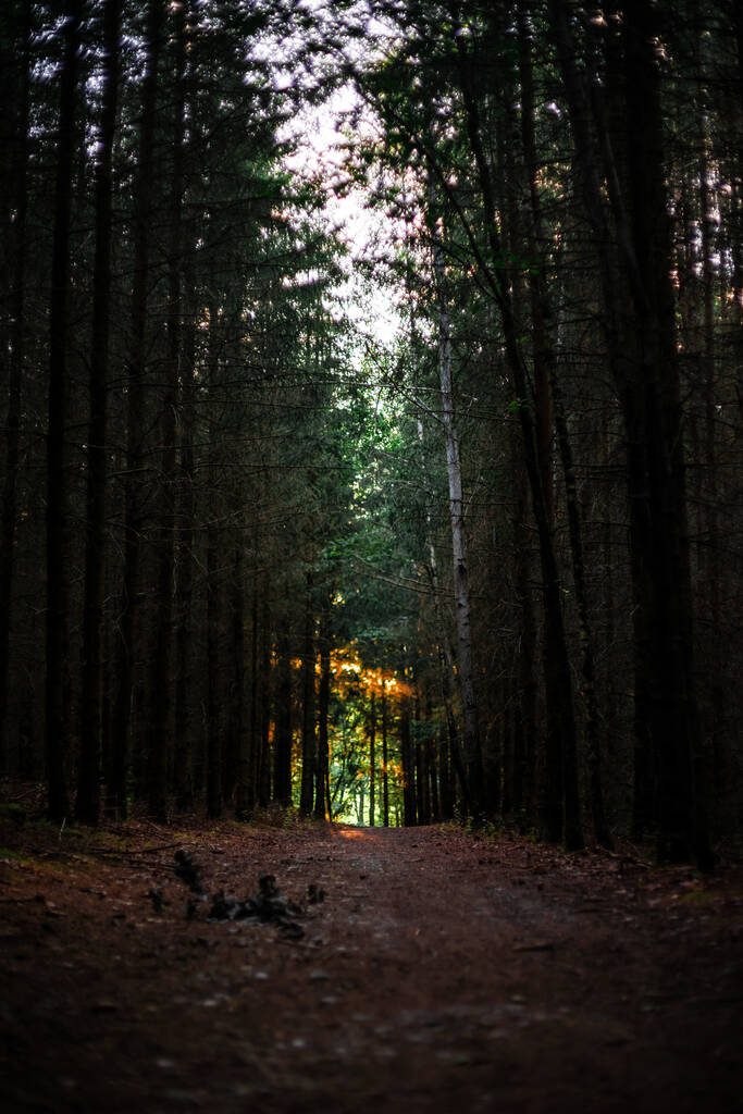 A vertical shot of a mysterious path through a dark forest - Foto, afbeelding