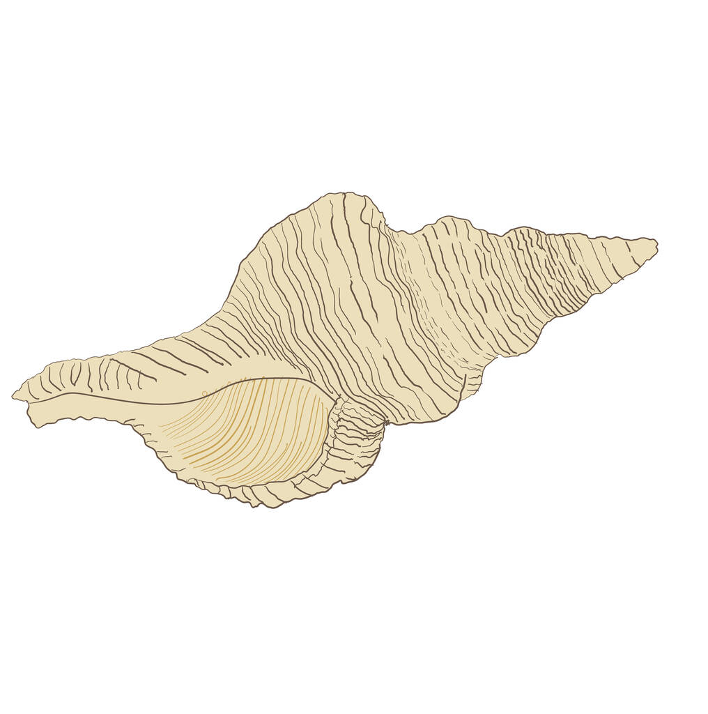 Seashell vector illustration isolated on white background - Vector, Image
