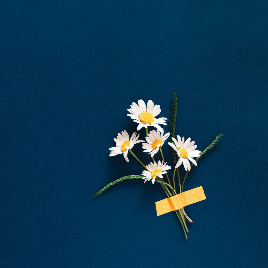 heřmánku květiny lepené na jasně modré pozadí. - Fotografie, Obrázek