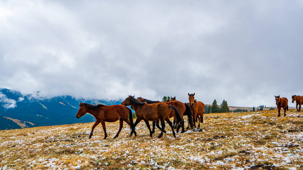 A group of beautiful brown horses near the Tianshan Mountains in Xinjiang, China on a misty day - Zdjęcie, obraz