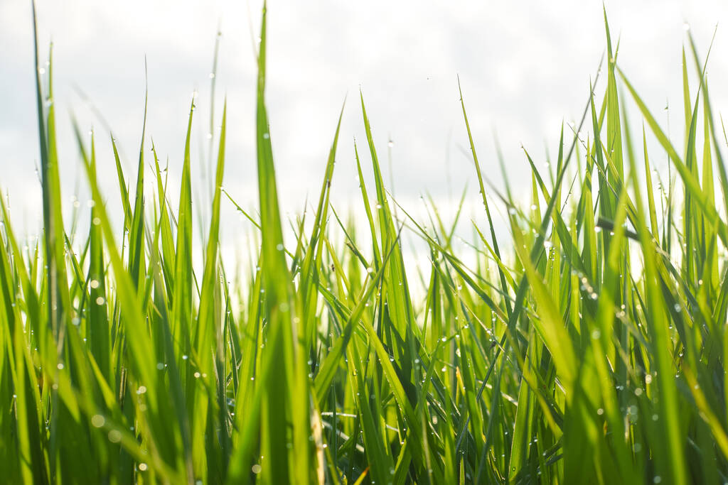 крупный план зеленых травяных лопастей с солнечными лучами на лугу - Фото, изображение
