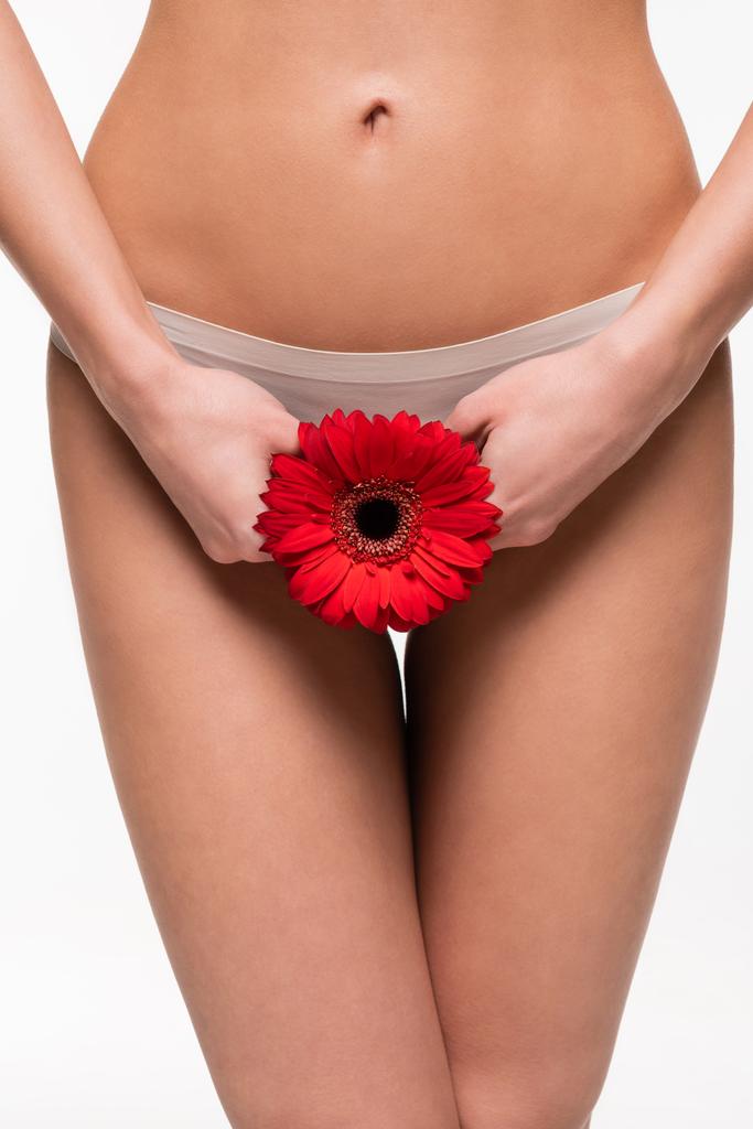 vue rapprochée des mains féminines tenant la fleur de gerbera rouge près de la zone du bikini isolé sur blanc - Photo, image