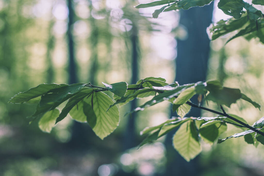 Ένα κοντινό πλάνο από απαλά πράσινα φύλλα που λάμπουν κάτω από το φως του ήλιου σε ένα δάσος με bokeh στο παρασκήνιο - Φωτογραφία, εικόνα