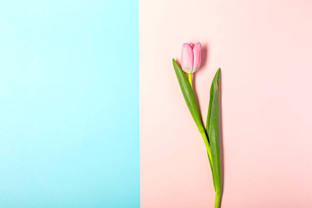 Lapos feküdt tulipán virágok pasztell rózsaszín - Fotó, kép