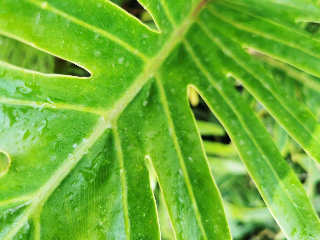 A closeup shot of a Philodendron leaf captured in Malaga, Spain - Photo, Image