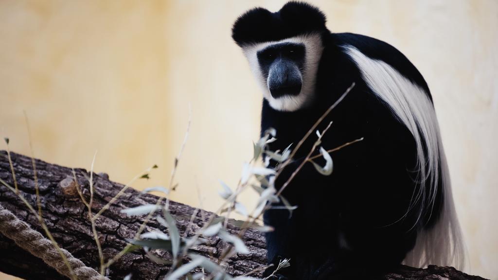 scimmia bianca e nera seduta su un ramo di legno vicino alle foglie dello zoo  - Foto, immagini