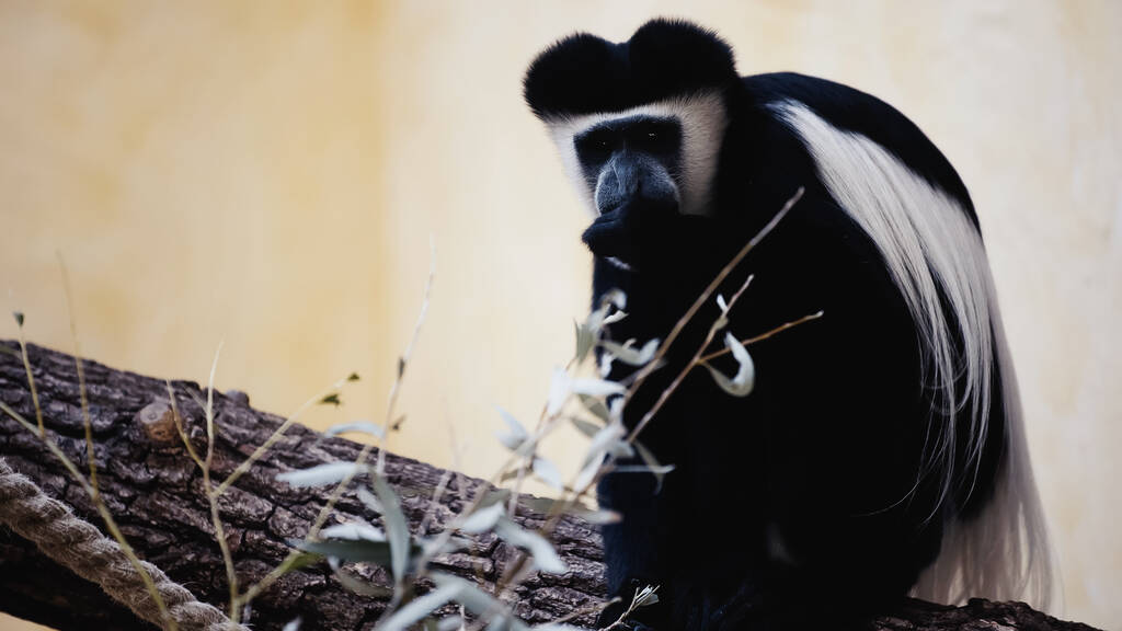 動物園で黒と白の猿が植物を食べる  - 写真・画像