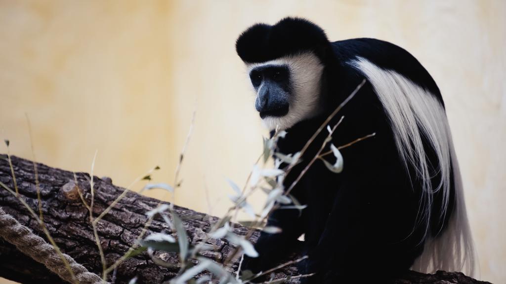 zwart-wit aap zittend op houten tak bij wazig blad in dierentuin  - Foto, afbeelding