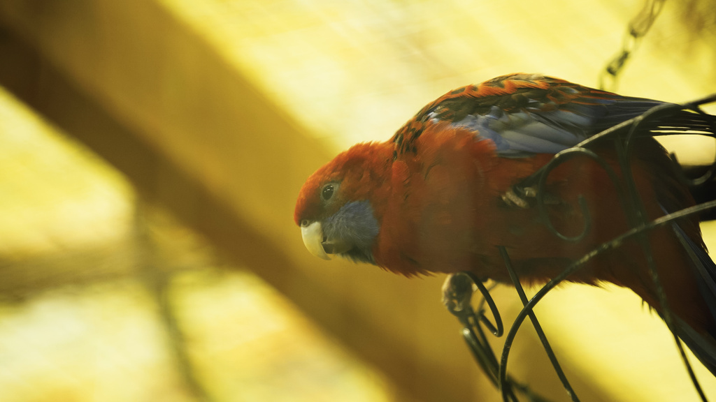 красный и синий попугай сидит на металлической клетке в зоопарке - Фото, изображение
