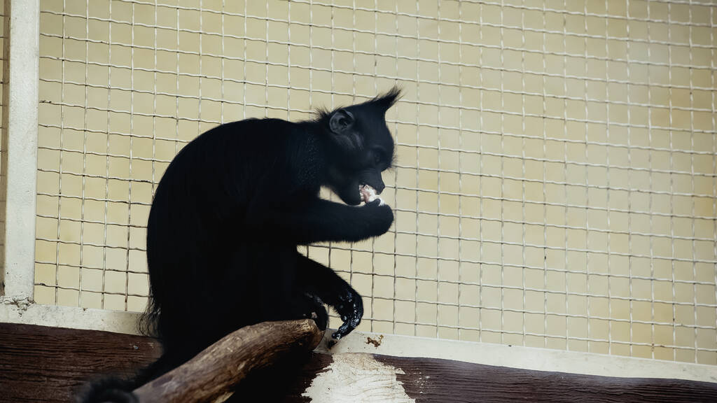 černý šimpanz jíst v blízkosti klece v zoo - Fotografie, Obrázek