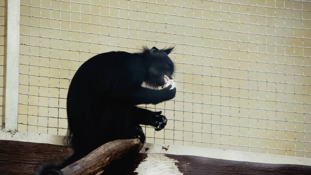 Черный шимпанзе ест возле металлической клетки в зоопарке - Фото, изображение