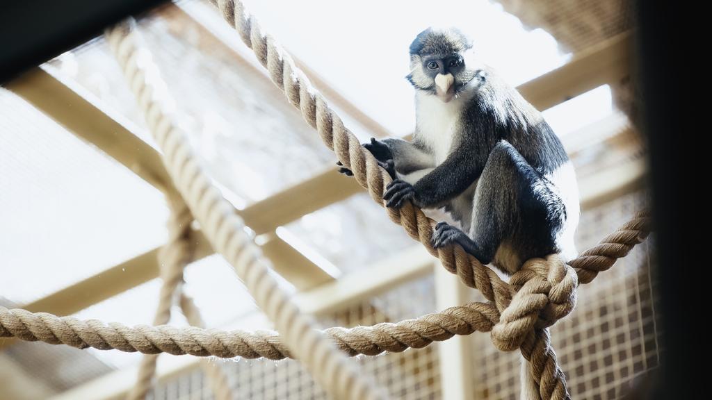 mono salvaje sentado sobre cuerdas en el zoológico con el primer plano borroso  - Foto, imagen