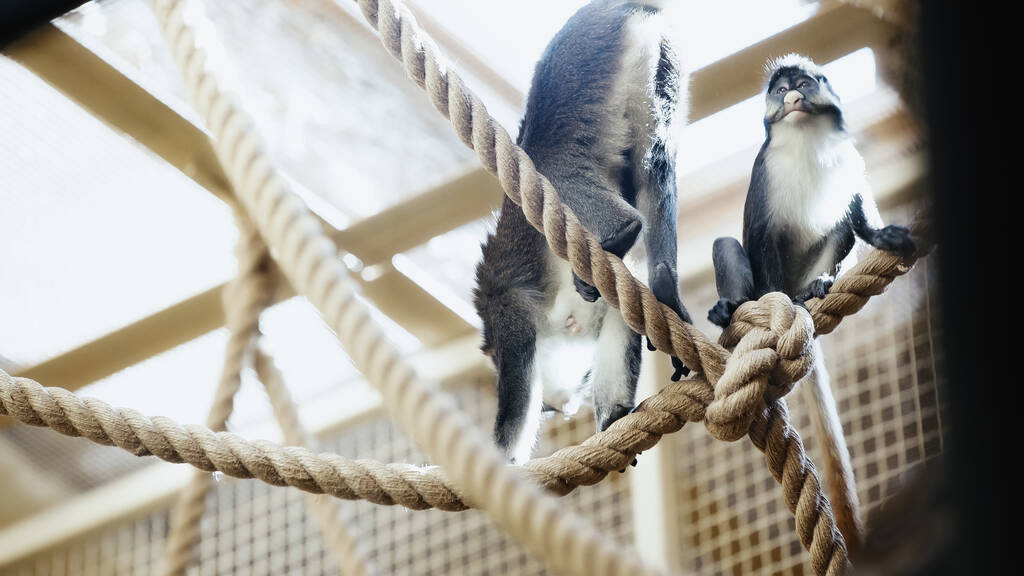 scimmie selvatiche sedute su corde in zoo con primo piano sfocato  - Foto, immagini