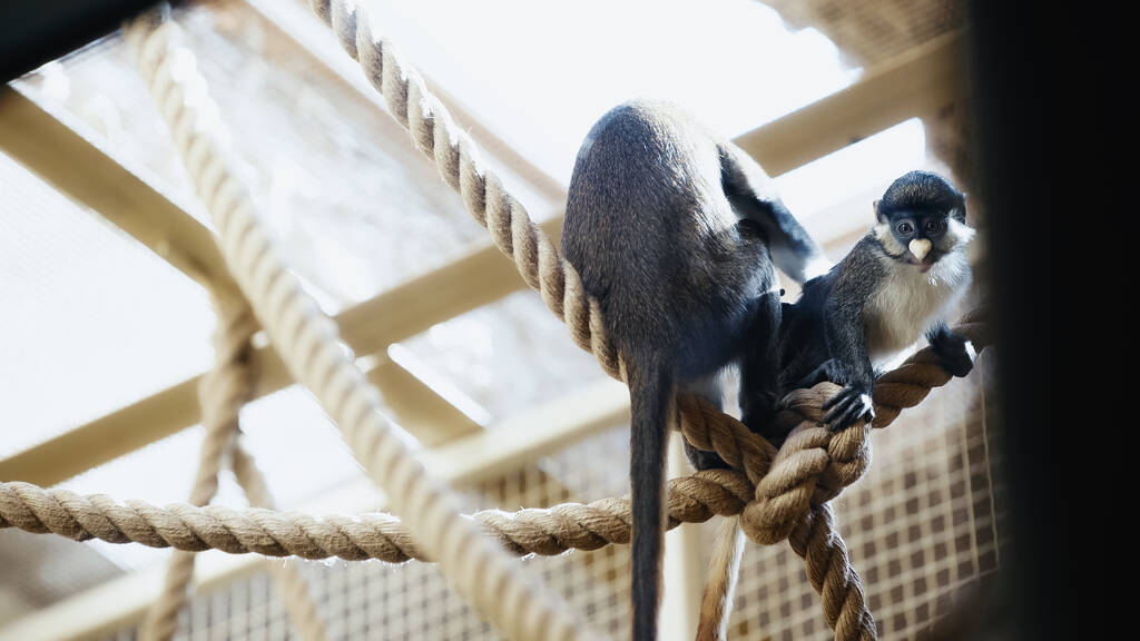 małpy bawiące się na linach w zoo z zamazanym pierwszym planem  - Zdjęcie, obraz