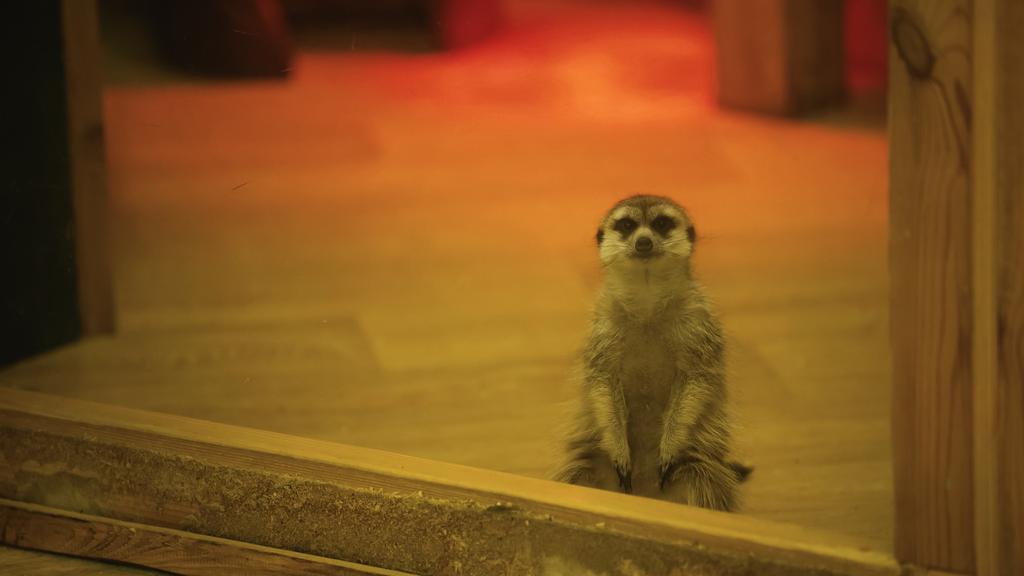 suricata salvaje sentado cerca de vidrio en el zoológico  - Foto, Imagen