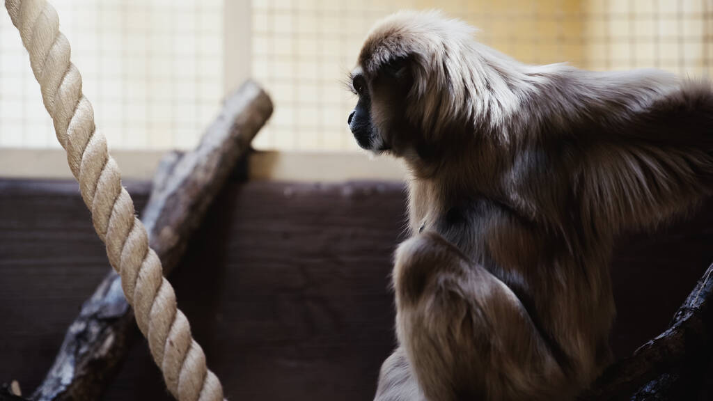 selective focus of monkey sitting on tree in zoo  - Φωτογραφία, εικόνα