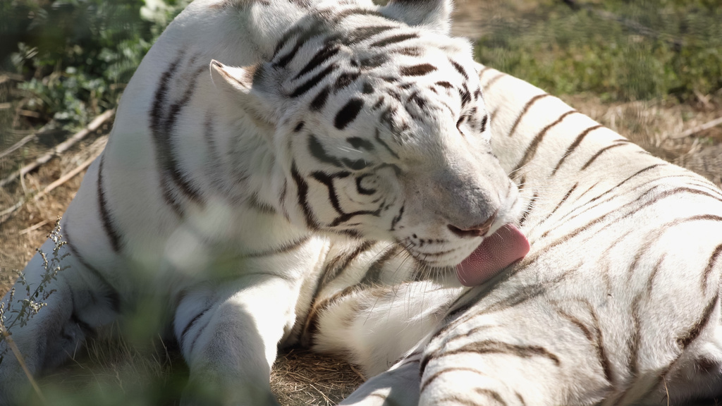 zonlicht op gestreepte witte tijger likken vacht buiten  - Foto, afbeelding