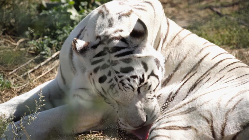 sunlight on white tiger licking fur in zoo - Photo, Image