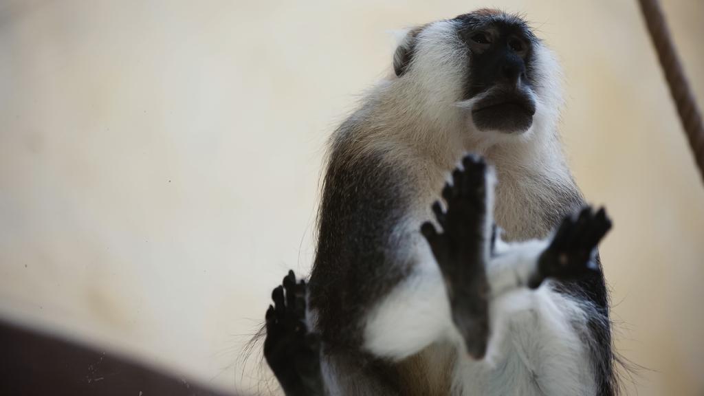 low angle view of furry monkey sitting on glass in zoo  - Φωτογραφία, εικόνα