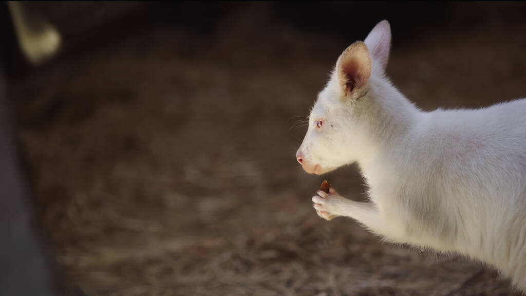 Beyaz bebek kanguru hayvanat bahçesinde sebze yiyor.  - Fotoğraf, Görsel