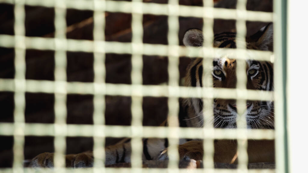tigre peligroso mirando a la cámara a través de la jaula con el primer plano borroso  - Foto, Imagen