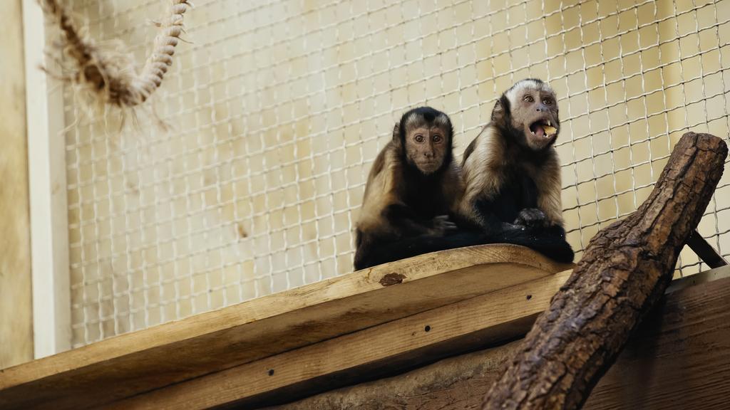 wild chimpanzee eating bread in cage - Photo, Image