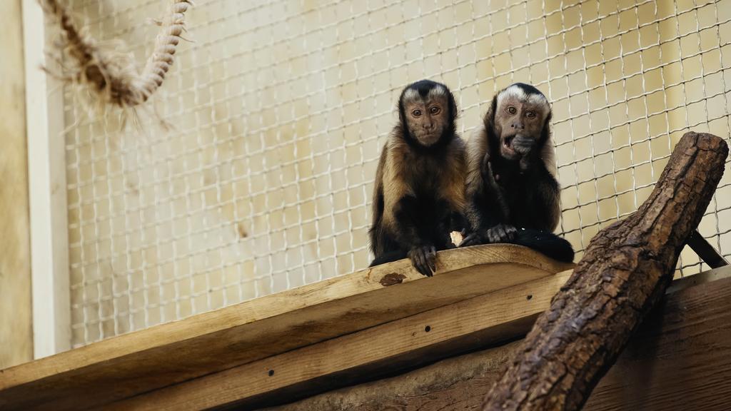 scimpanzé selvatico che mangia il pane saporito in gabbia di zoo - Foto, immagini